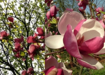 Magnolia soulangeana rustica rubra / Piros virágú liliomfa