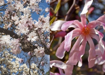 Magnolia stellata Rosea / Csillagvirágú liliomfa