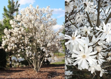 Magnolia stellata Royal Star / Fehér Csillagvirágú liliomfa