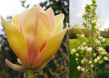 Magnolia sunsation / Sárga virágú liliomfa