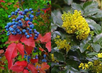 Mahonia aquifolium / Közönséges Mahónia