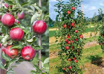 Malus domestica Borkh Pidi Merlin / Oszlopos füzéralma Pidi Merlin