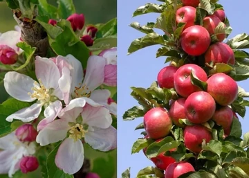 Malus domestica Borkh Rondo / Oszlopos füzéralma Rondo
