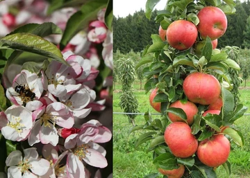 Malus domestica Borkh Sonate / Oszlopos füzéralma Sonate