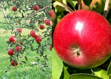 Malus domestica Egri piros / Egri piros alma