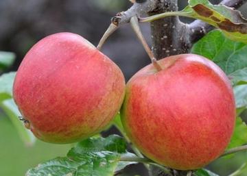 Malus domestica Éva / Éva alma