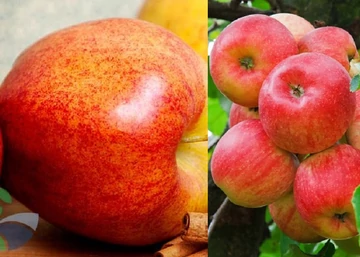 Malus domestica Fahéj / Fahéj alma Nyári csíkos fűszeres