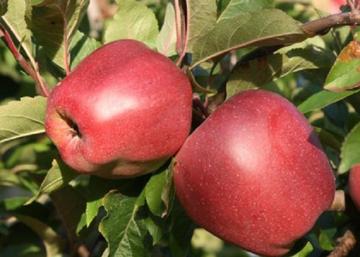 Malus domestica Gloster / Gloster alma