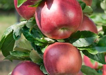 Malus domestica Idared / Idared alma