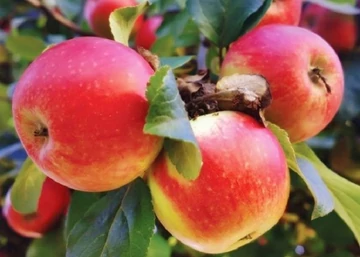 Malus domestica Jonathan M41 / Jonathan M41 alma