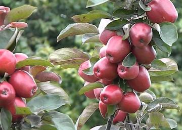 Malus domestica redlane / Oszlopos füzéralma Redlane