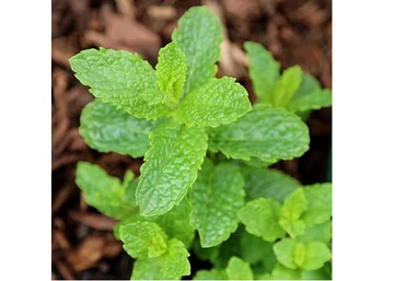 Mentha crispata / Fodormenta