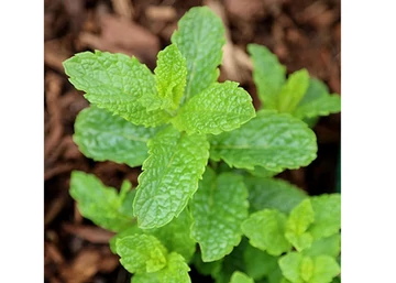 Mentha crispata / Fodormenta
