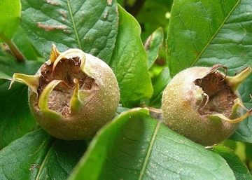 Mespilus germanica nottingham / Nottingham naspolya