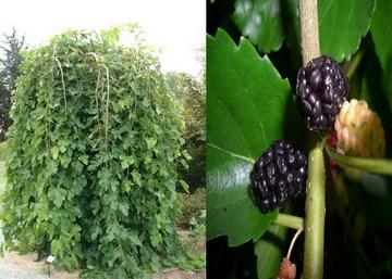 Morus alba Pendula / Szomorú csüngő eperfa