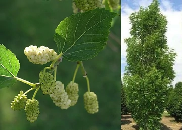 Morus alba Pyramidalis / Oszlopos eperfa