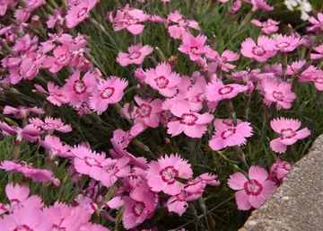 Mountain caryophyllus Frost Pink Twinkle / Törpe szegfű 