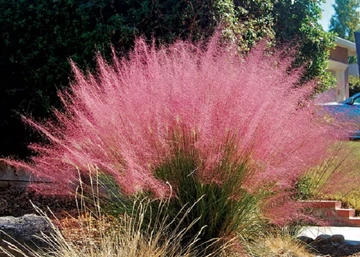 Muhlenbergia capillaris Pink Cloud / Muhlenberg fű