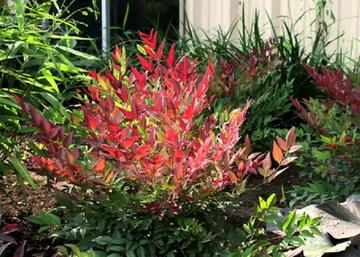 Nandina domestica Gulf Stream / Japán szentfa