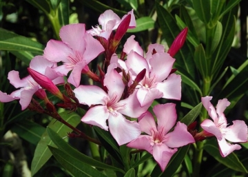 Nerium oleander Atlas Nain de Tidili / Télálló rózsaszín leander