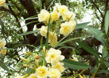 Nerium oleander Giallo / Leander sárga