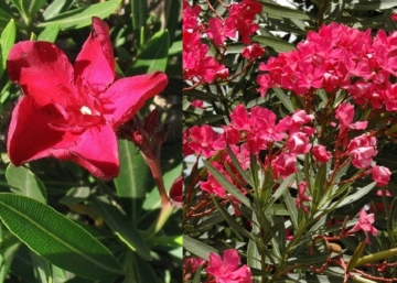 Nerium oleander Hardy Red / Télálló piros leander