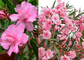Nerium oleander Helia / Télálló rózsaszín leander