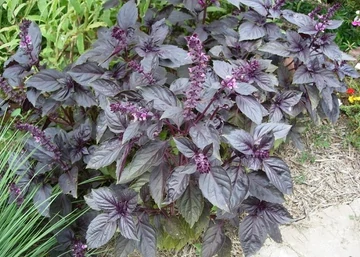 Ocimum basilicum purpurascens / Bazsalikom bordó