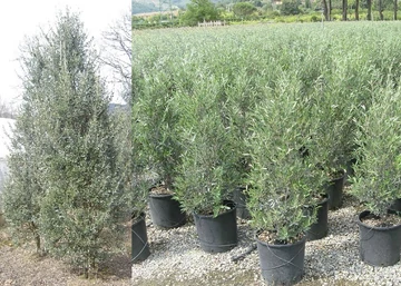 Olea europaea Pyramidal - Cipressino / Oszlopos olajfa