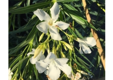 Nerium oleander 'Bianco Puro'/ Leander fehér