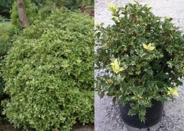 Osmanthus heterophyllus Tricolor / Tarkalevelű illatvirág