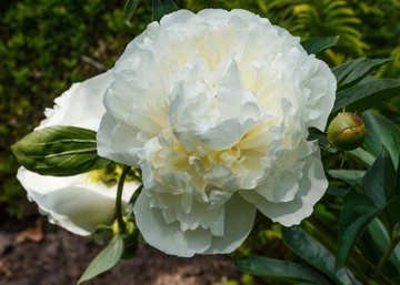 Paeonia lactiflora Duchesse de Nemours / Lágyszárú bazsarózsa fehér