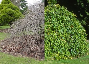 Parrotia persica Pendula / Csüngő perzsa varázsfa