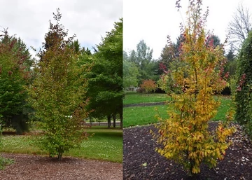 Parrotia persica Persian Spire / Oszlopos Perzsa varázsfa