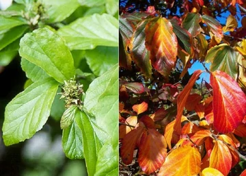 Parrotia persica / Perzsa varázsfa