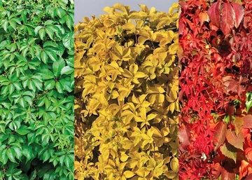 Parthenocissus quinquefolia / Kacsos vadszőlő