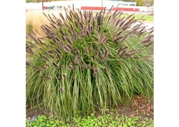 Pennisetum alopecuroides Black Beauty / Fekete virágú tollborzfű
