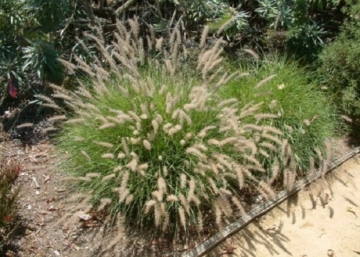 Pennisetum orientale / Keleti tollborzfű