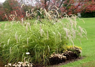 Pennisetum orientale Tall Tails / Keleti magas tollborzfű