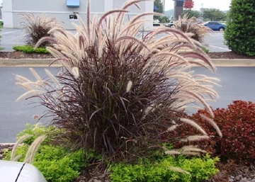 Pennisetum setaceum Rubrum / Bordólevelű tolborzfű