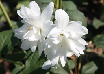 Philadelphus coronarius Snowflake /  Teltvirágú Jezsámen