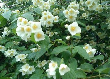 Philadelphus coronarius / Közönséges illatos jezsámen