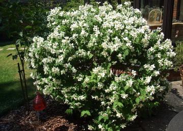 Philadelphus purpureo maculatus Belle Etoile / Törpe jezsámen
