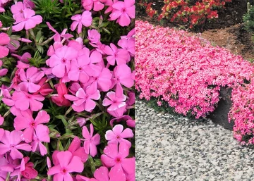 Phlox subulata Early Spring Light Pink / Árlevelű lángvirág rózsaszín