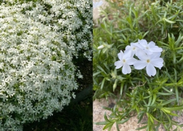 Phlox subulata Early Spring White / Árlevelű lángvirág fehér