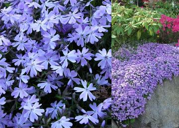 Phlox subulata Emerald Cushion Blue / Árlevelű lángvirág kék
