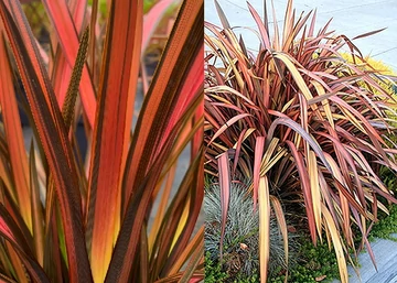 Phormium tenax Pink Panther / Újzélandi liliom