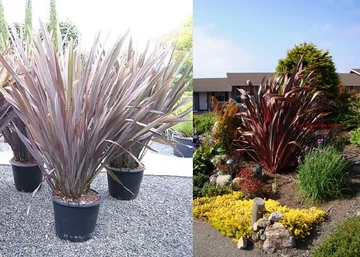 Phormium tenax Purpureum / Újzélandi liliom, vászonfű
