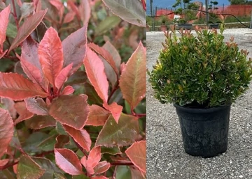 Photinia Fraseri chico / Törpe Korallberkenye