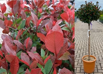 Photinia Fraseri Little Red Robin / Törpe Korallberkenye
